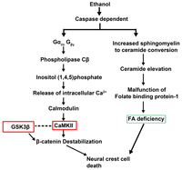 Brainsci 03 00964 g005 200