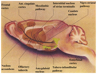 Brainsci 03 00992 g001 200