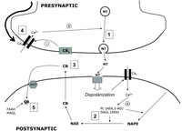Brainsci 03 01043 g001 200