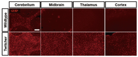 Brainsci 03 01109 g001 200