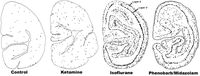 Brainsci 03 01153 g001 200