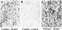 Brainsci 03 01153 g002 200