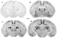 Brainsci 03 01153 g004 200