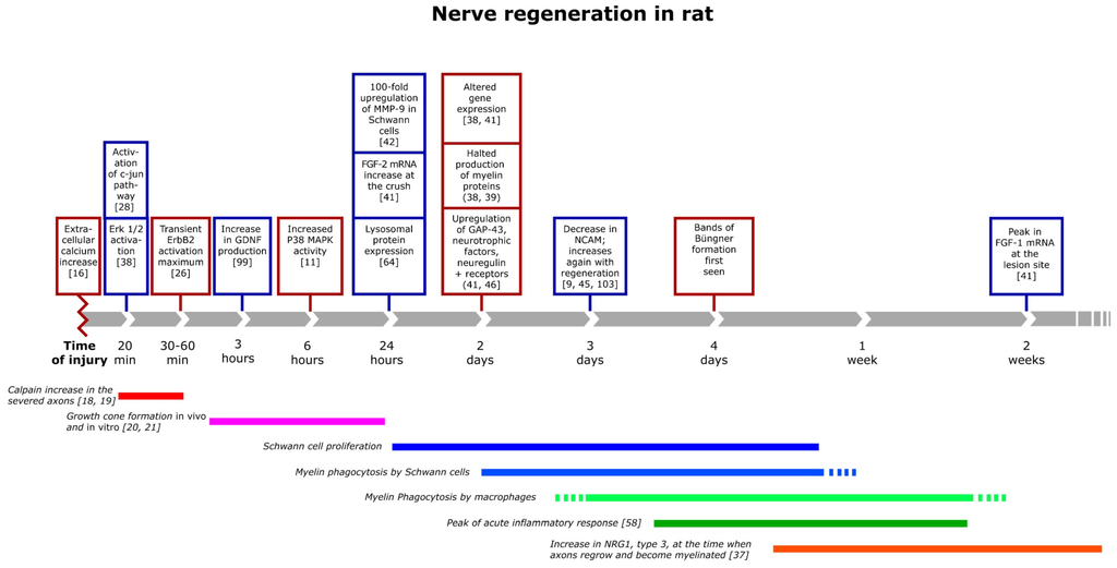 Brain Sciences | Free Full-Text | Repair of the Peripheral Nerve