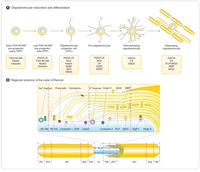 Brainsci 03 01282 g002 200