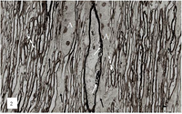 Brainsci 03 01374 g002 200