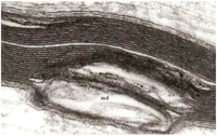 Brainsci 03 01374 g003 200