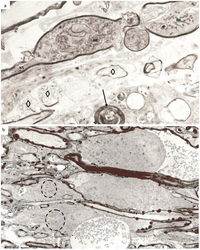Brainsci 03 01374 g010 200
