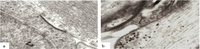 Brainsci 03 01374 g011 200