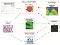 Brainsci 03 01395 g003 200