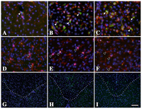 Brainsci 03 01417 g003 200