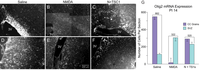 Brainsci 03 01461 g003 200