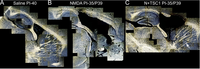 Brainsci 03 01461 g004 200