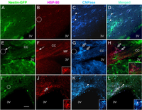 Brainsci 03 01461 g006 200