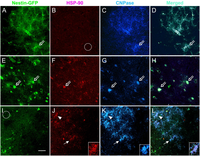 Brainsci 03 01461 g007 200