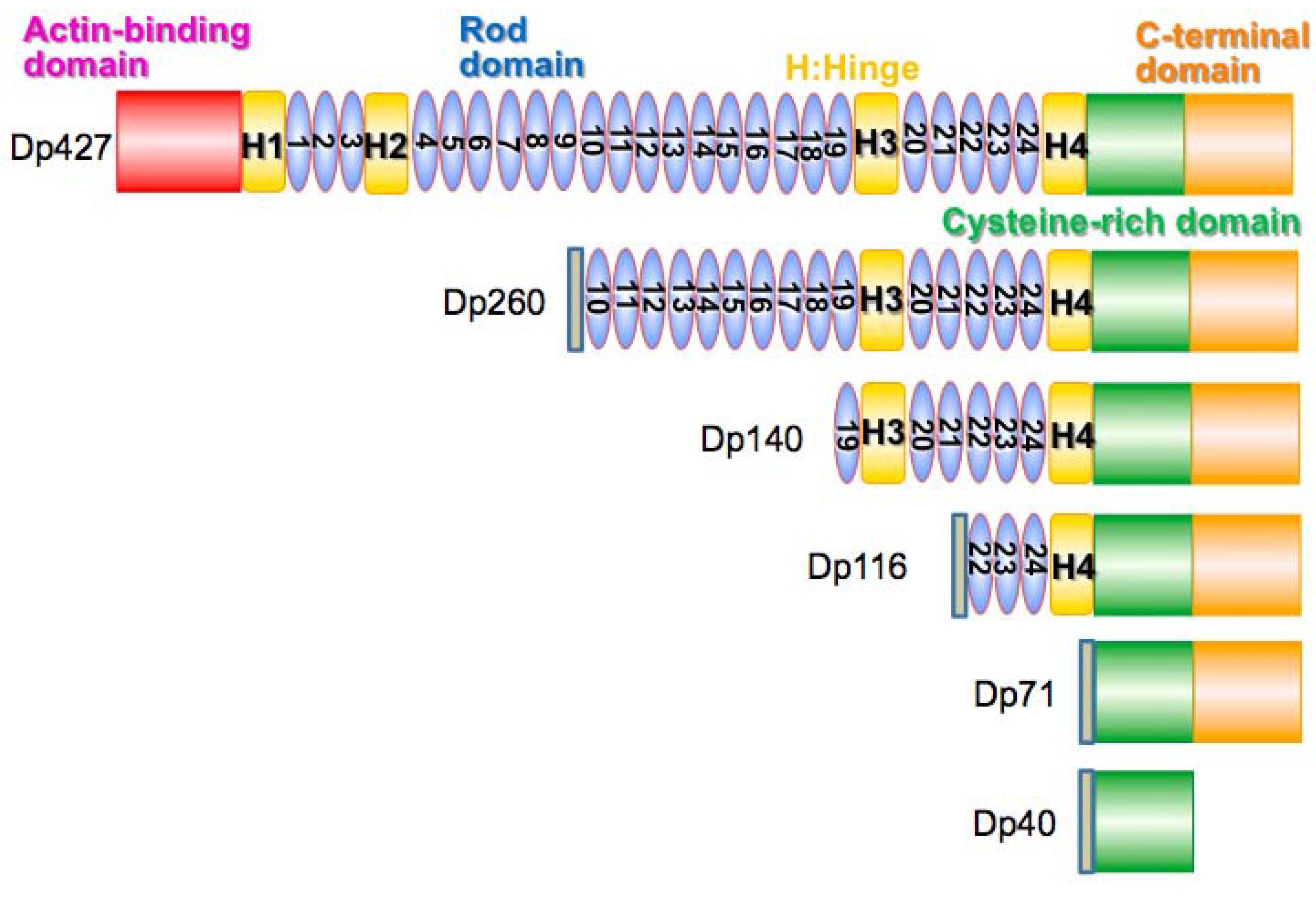 Brainsci 05 00275 g008