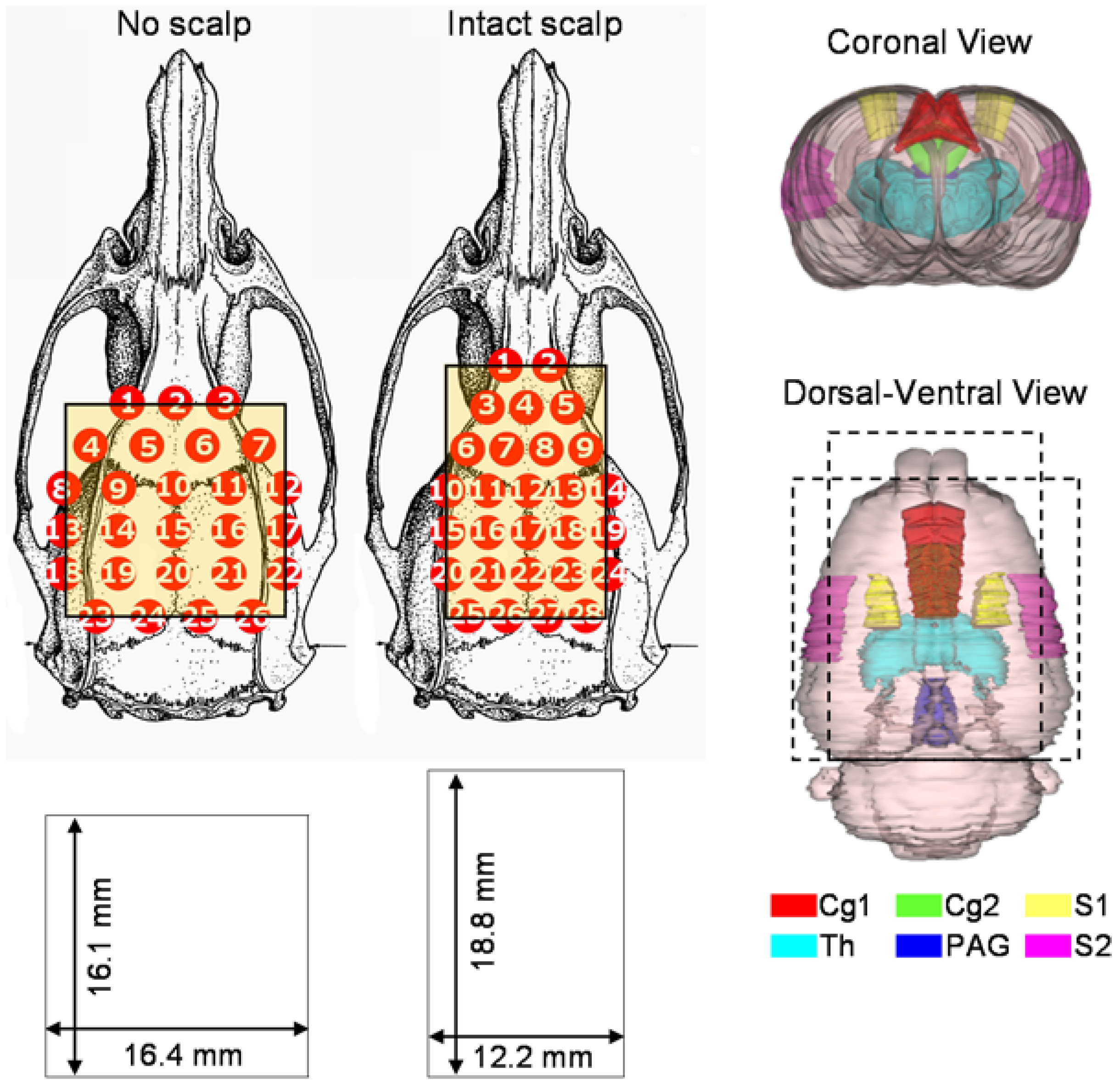 Brainsci 05 00387 g001