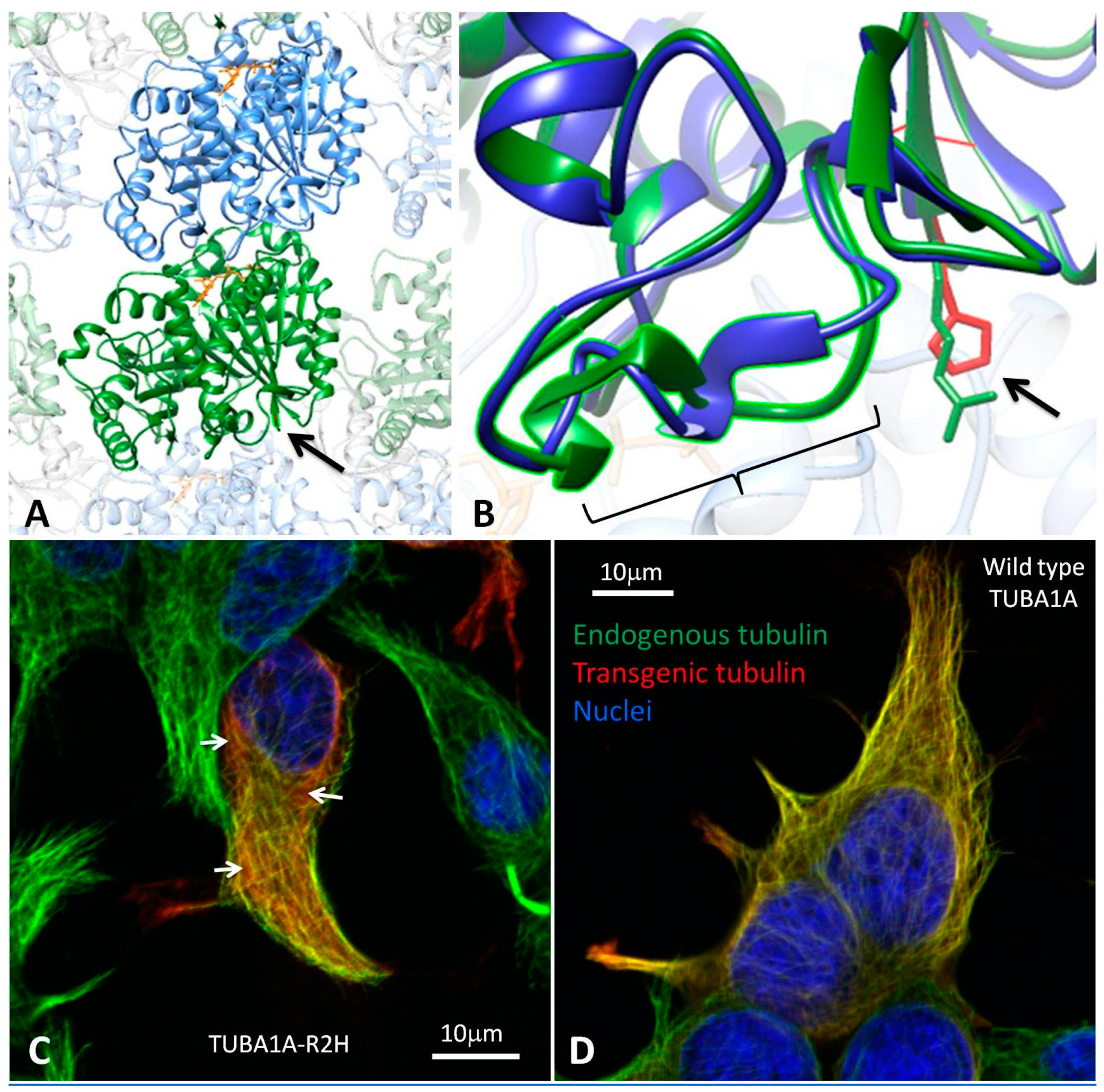 Brainsci 08 00145 g003