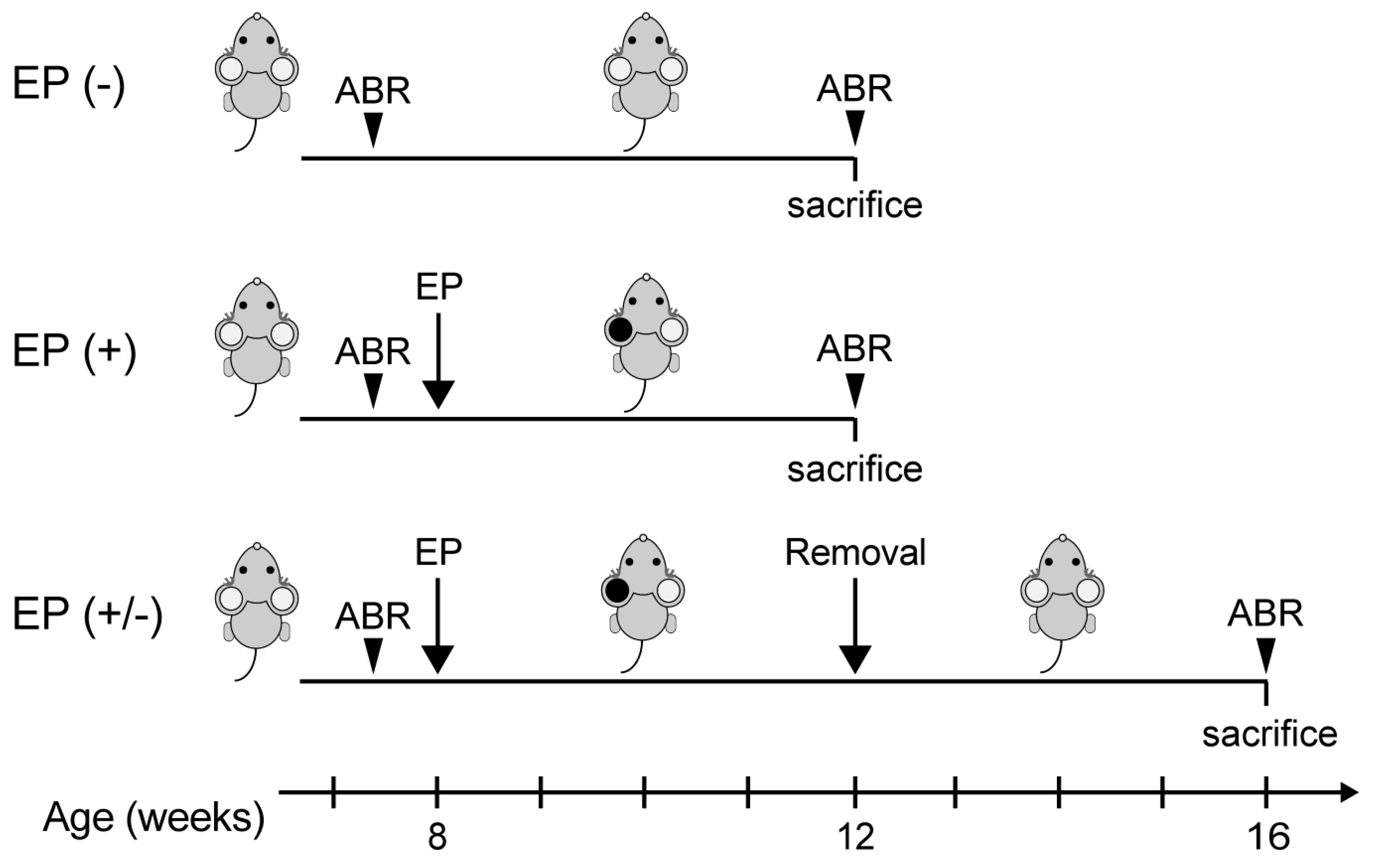 Brainsci 10 00260 g001 Brainsci 10 00260 g001