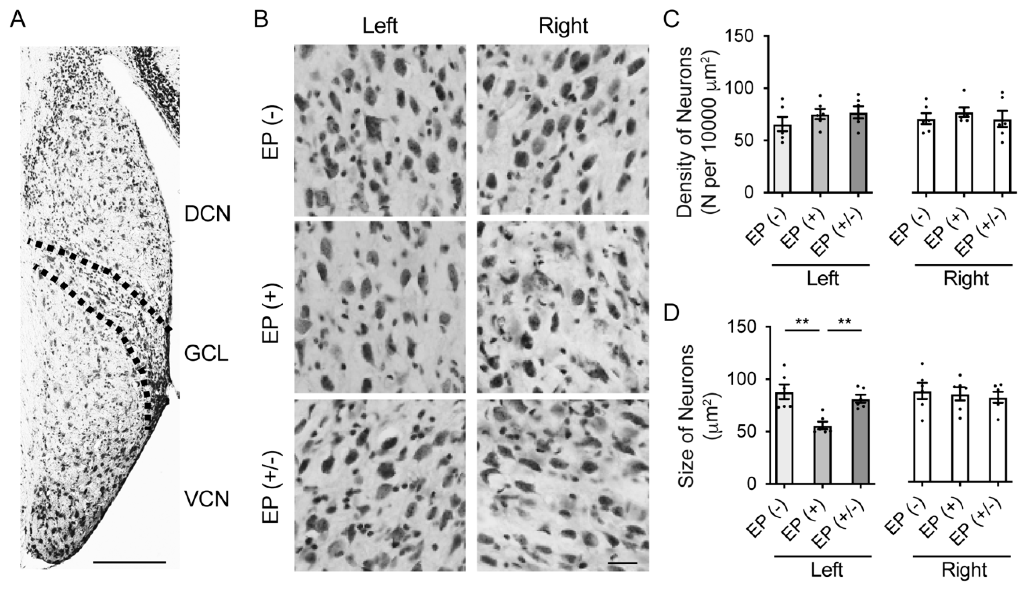 Brainsci 10 00260 g004 Brainsci 10 00260 g004