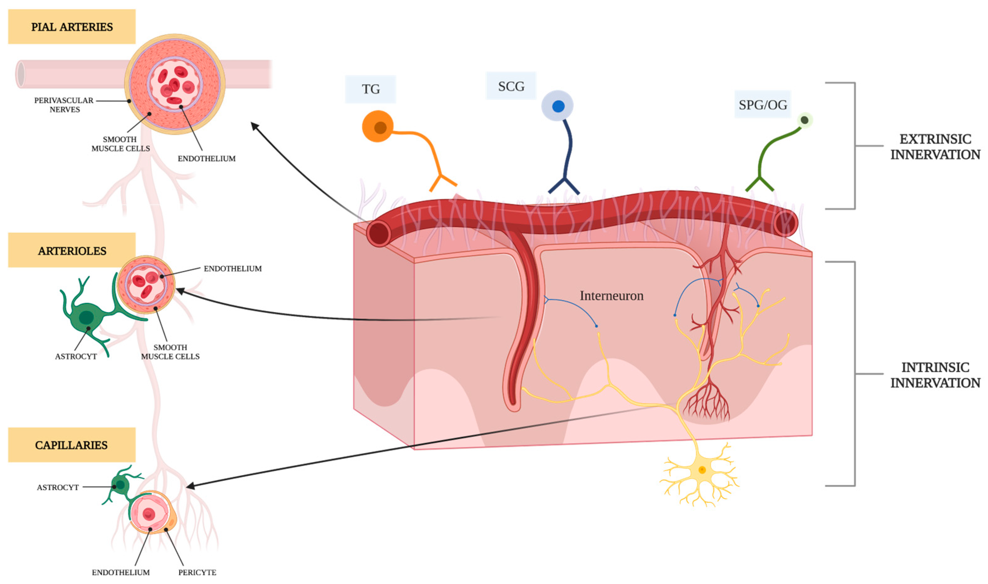 Brainsci 14 00117 g001