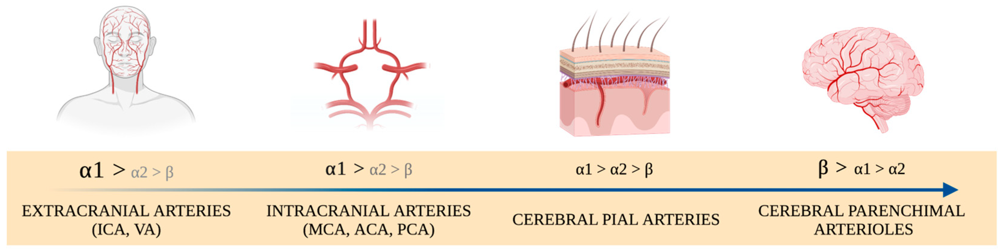 Brainsci 14 00117 g003