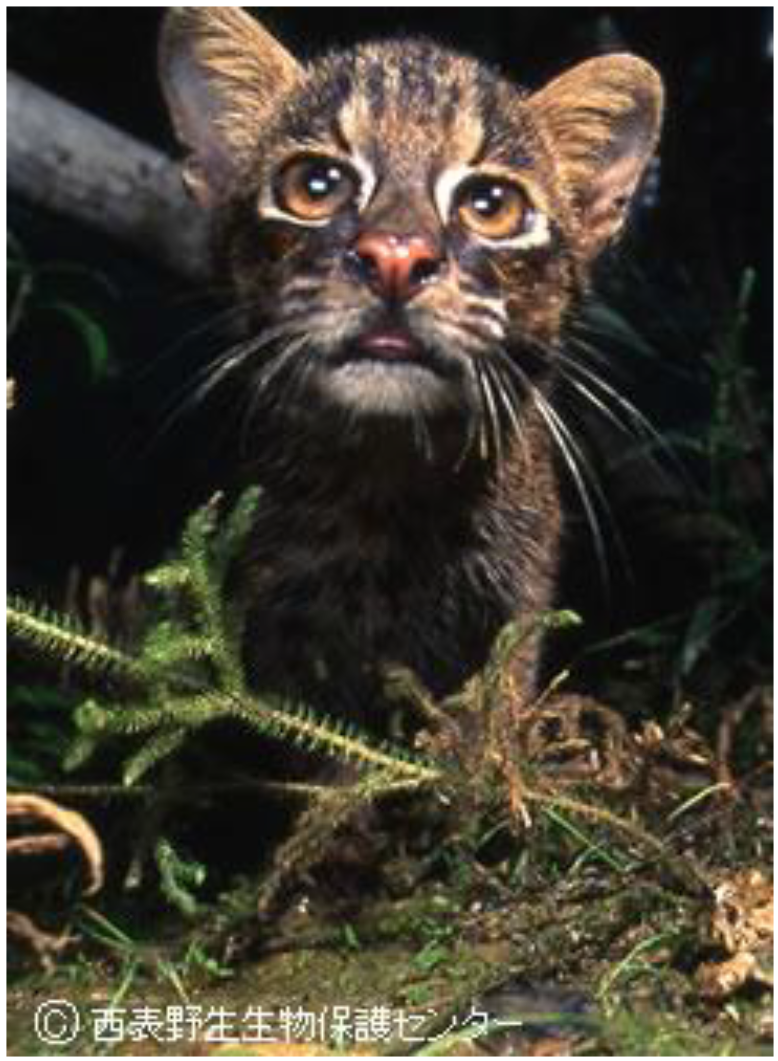 endangered animal iriomote wild cat essay Category: environment environmental pollution essay title: environment essay: we can stop the extinction of endangered species. endangered animal iriomote wild cat essay Category: environment environmental pollution essay title: environment essay: we can stop the extinction of endangered species.