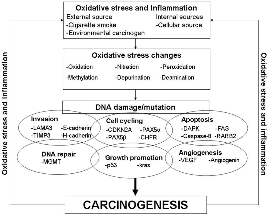 Cancers Special Issue Oxidative Stress and Cancer