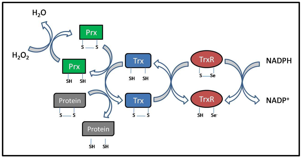 cytokines and colony stimulating