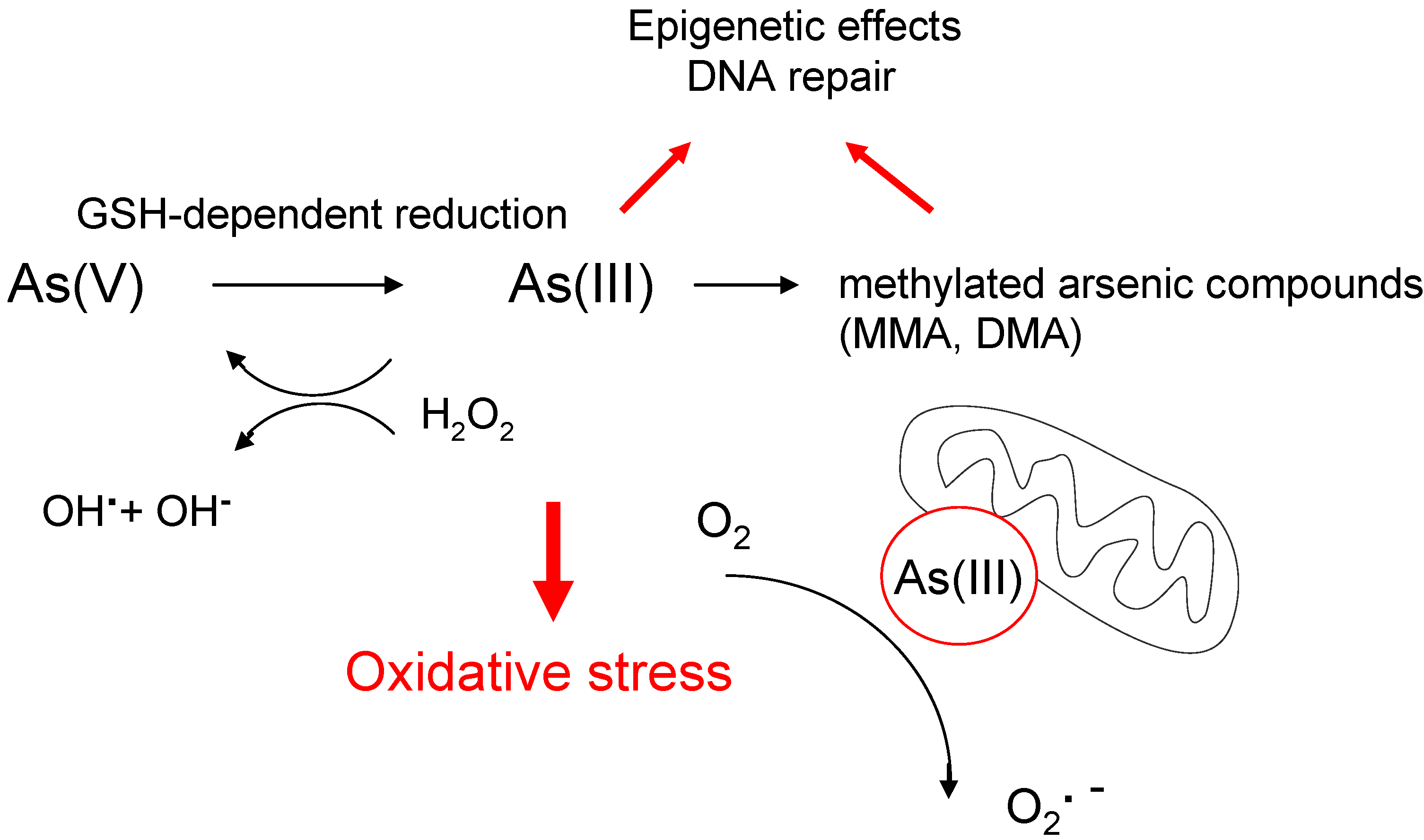 cancers free full text the role of oxidative stress in xenobiotics