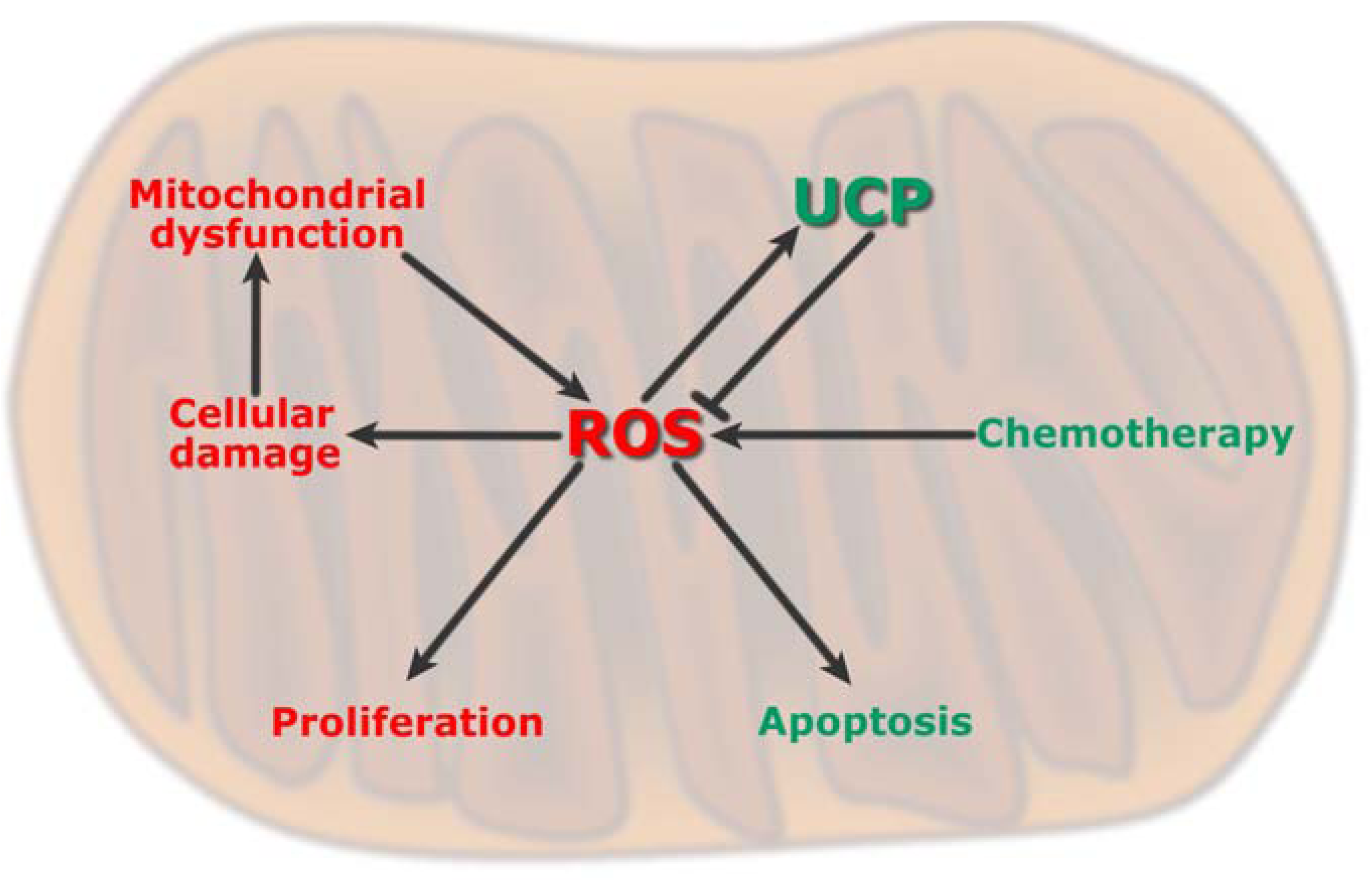 Cancers 02 00567 g004