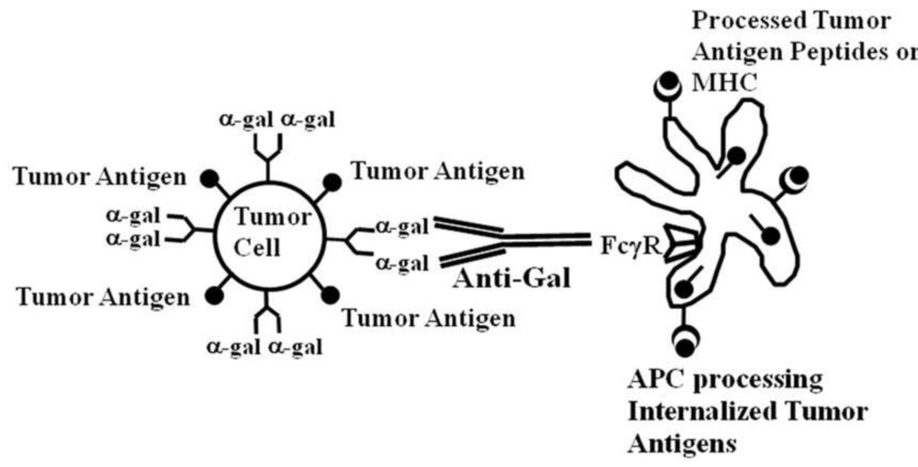 Cancers 02 00773 g005 1024