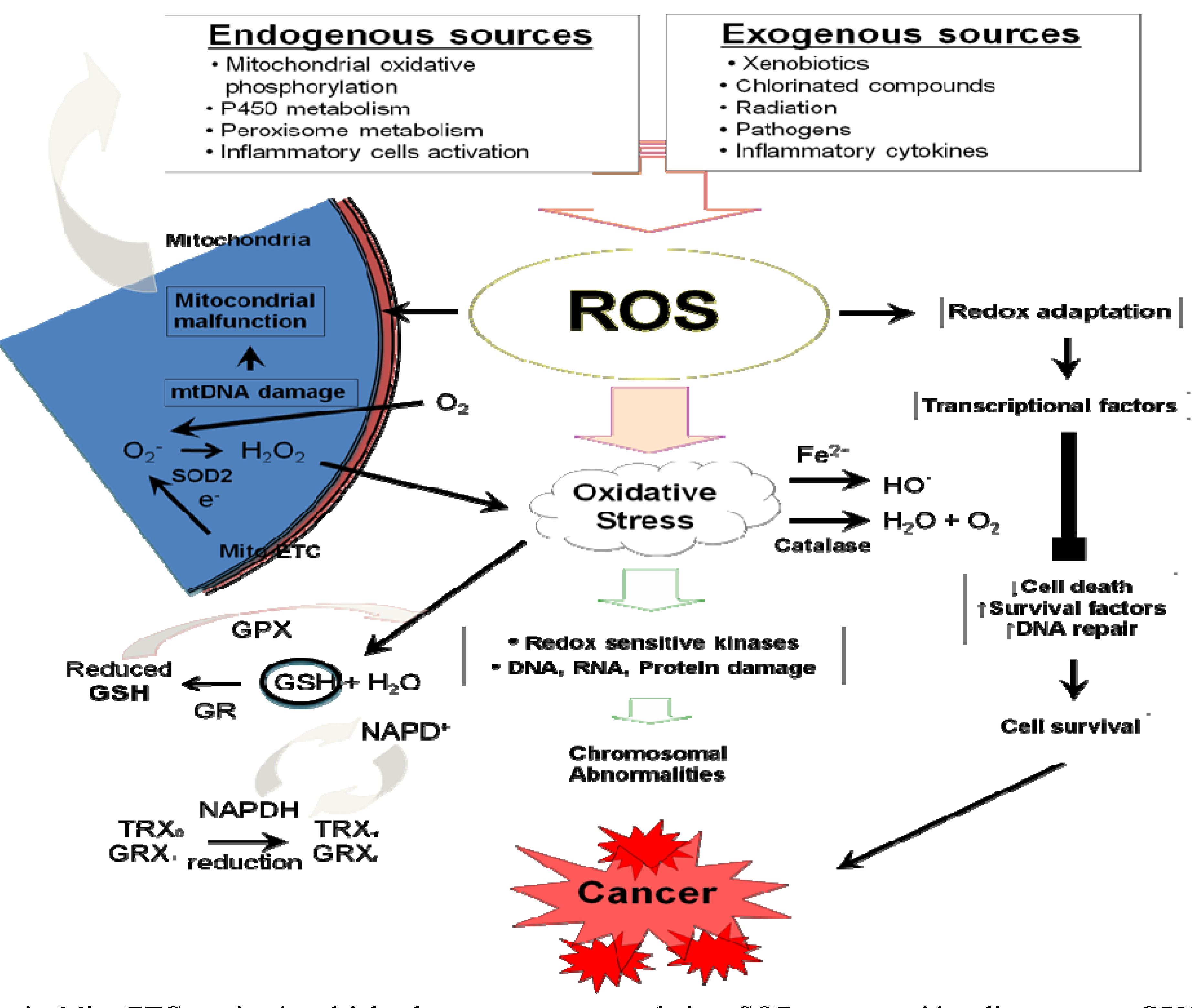 Cancers 02 00859 g001