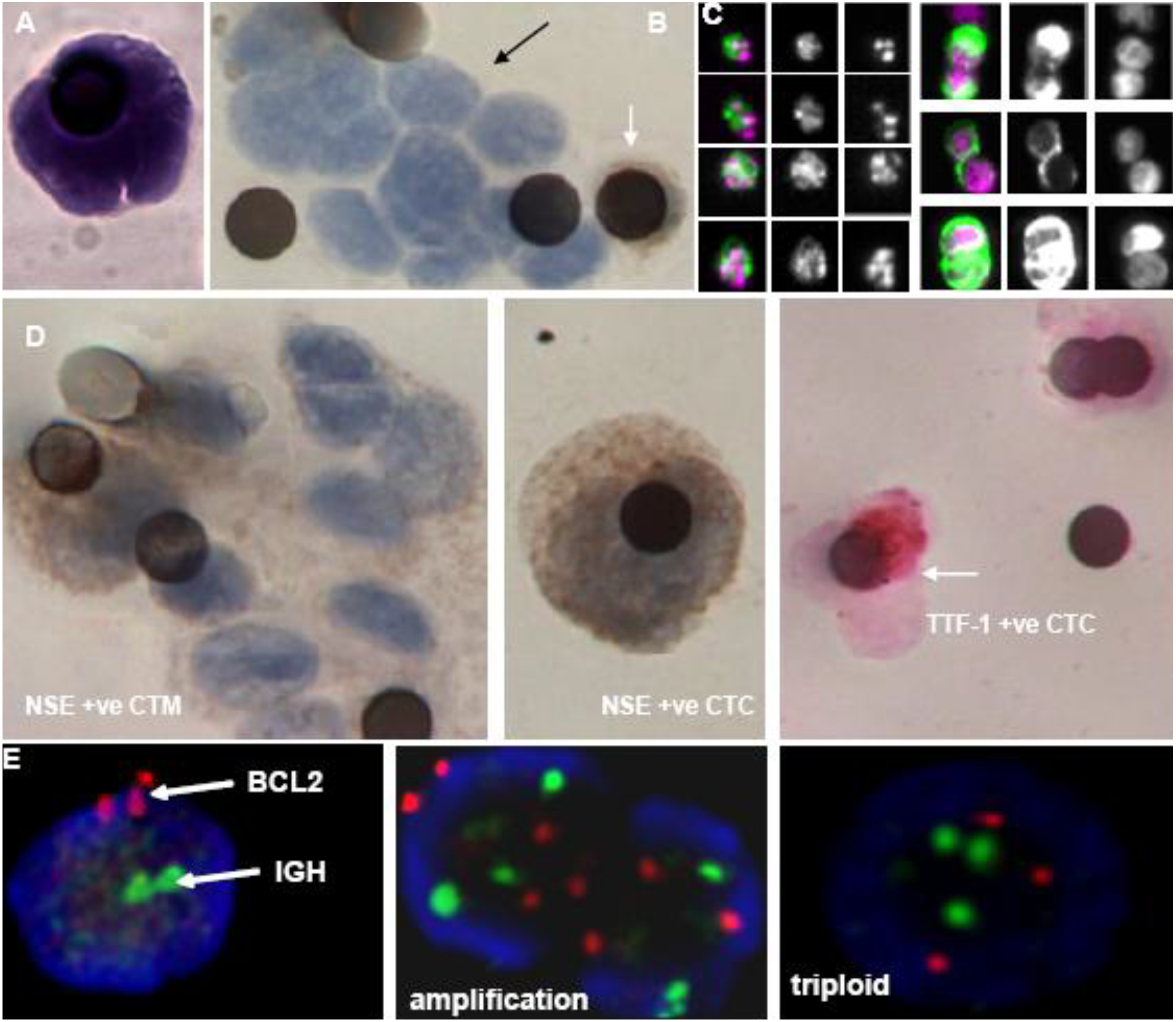 Cancers 02 01236 g001