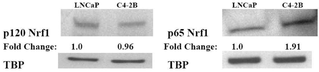 Cancers 02 01354 g003 1024
