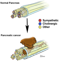 Cancers 02 01513 g002 200
