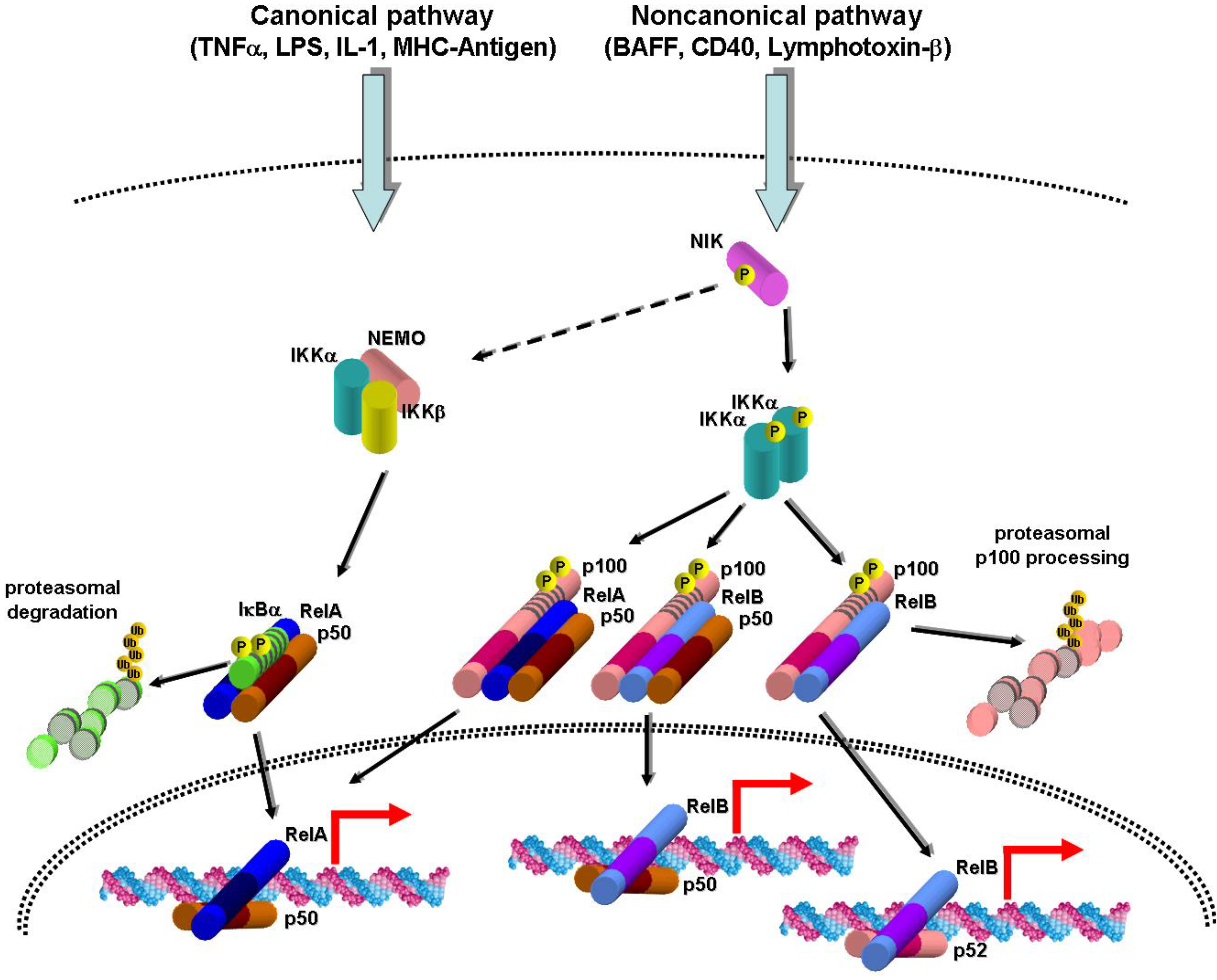 Cancers 02 01838 g001