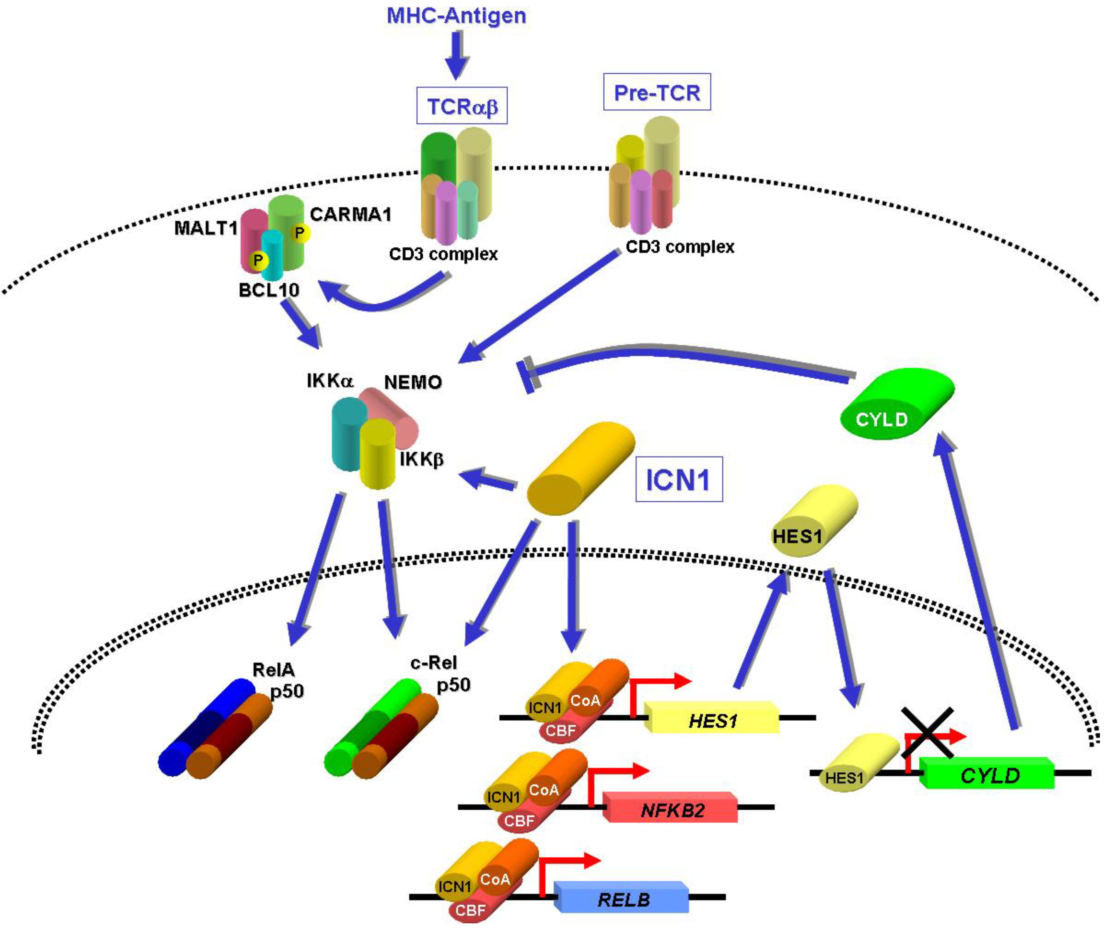 Cancers 02 01838 g002