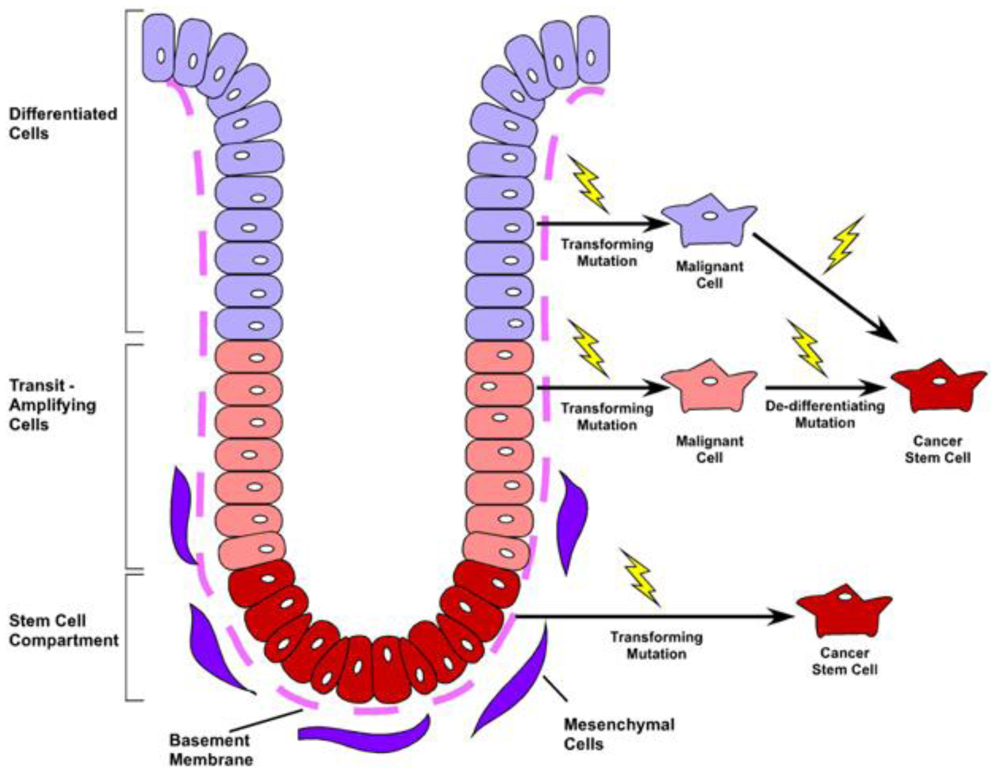 Cancers Free Full Text The Role Of Colorectal Cancer Stem Cells In