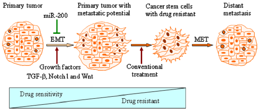 Cancers 03 00716f1 1024