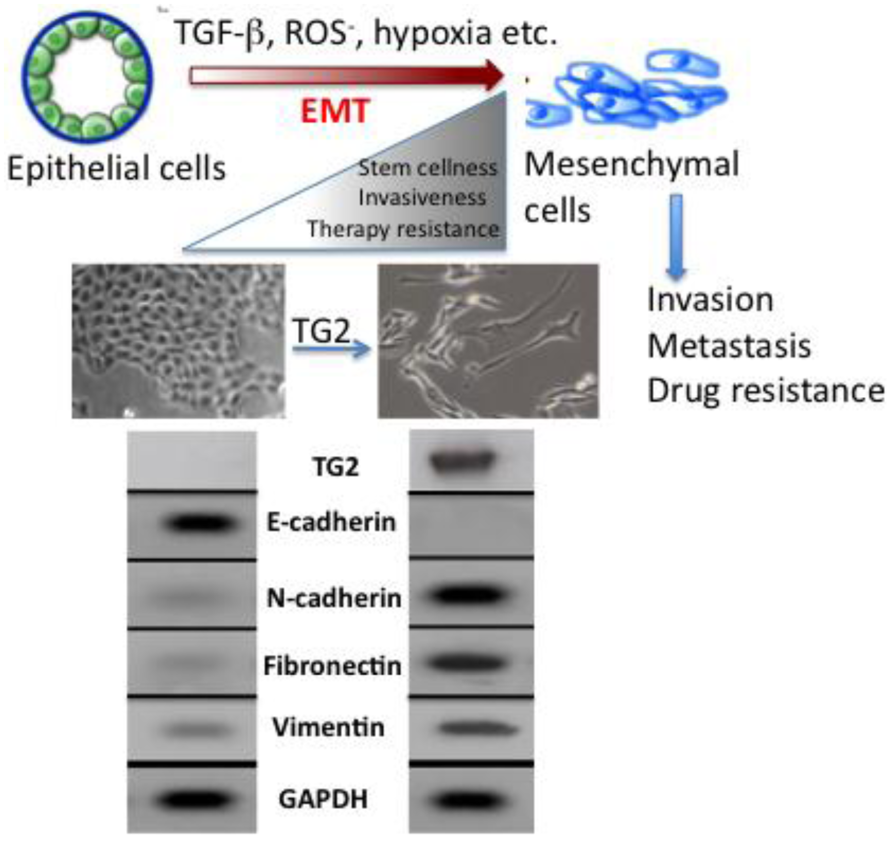 Cancers 03 00897f3 1024