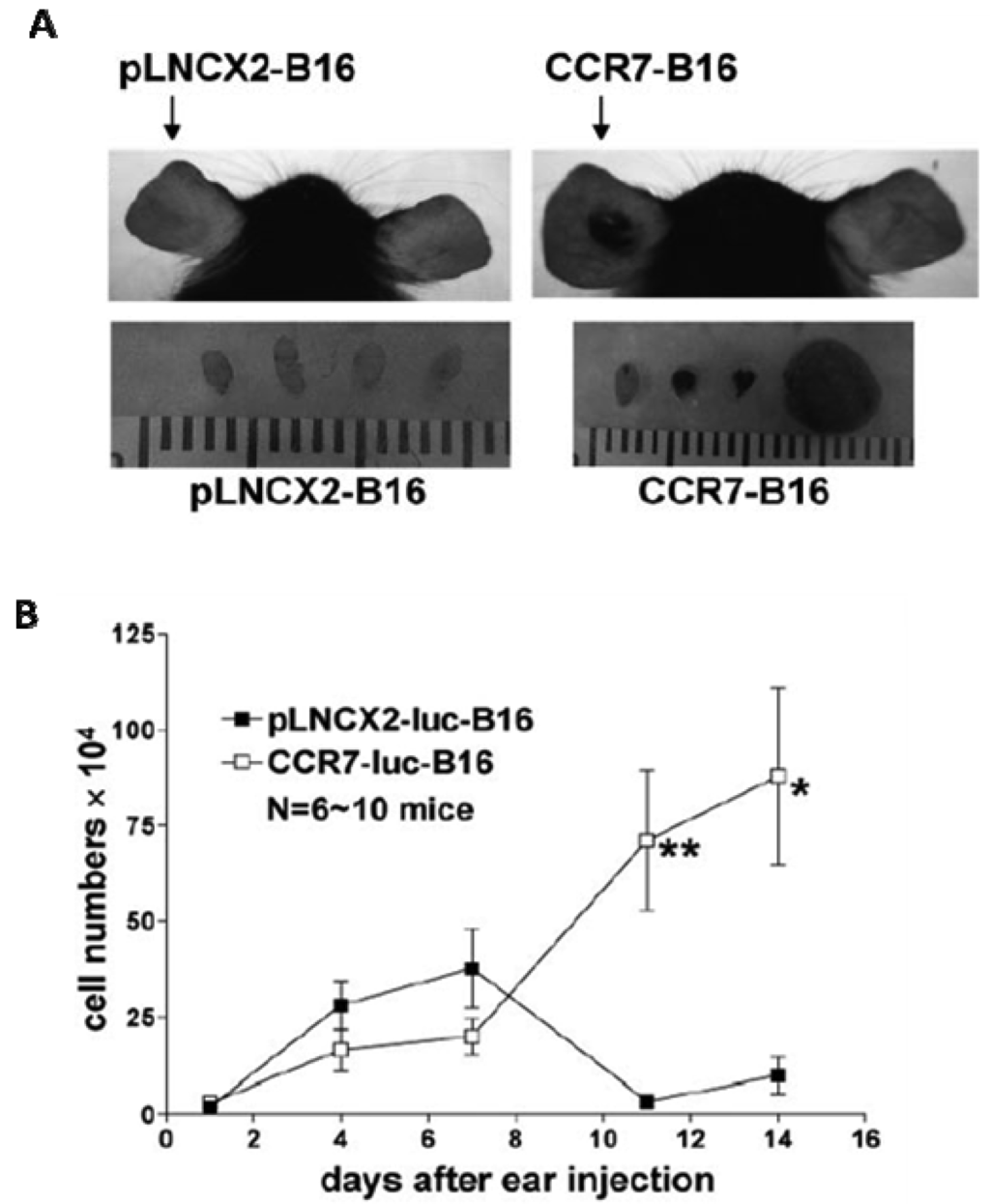 Cancers 03 00927f1 1024