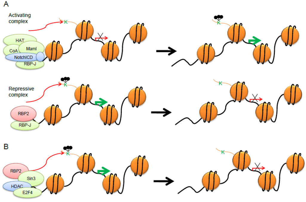 August weismann experiment on rats picture