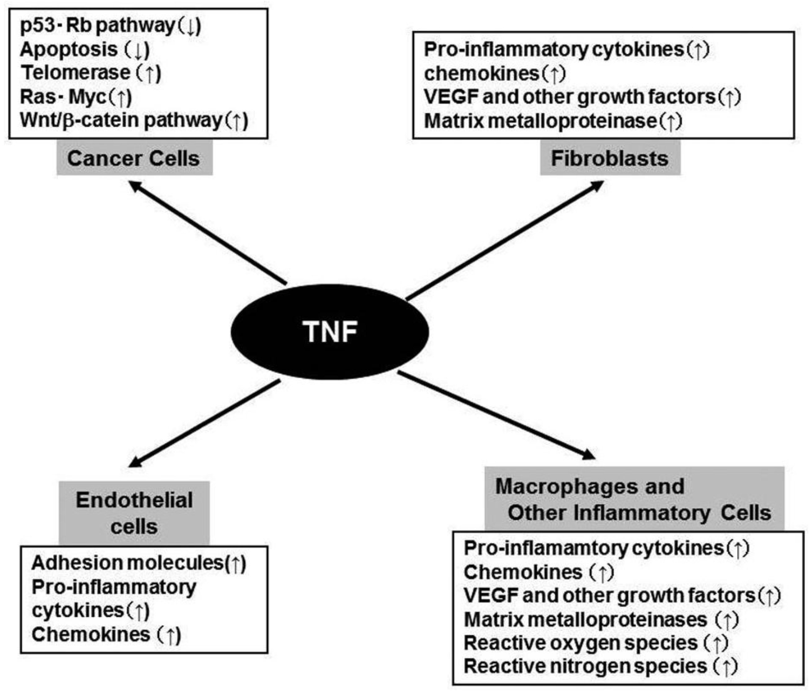 theoretische und experimentelle untersuchungen zur blaseninduzierten turbulenzmodulation