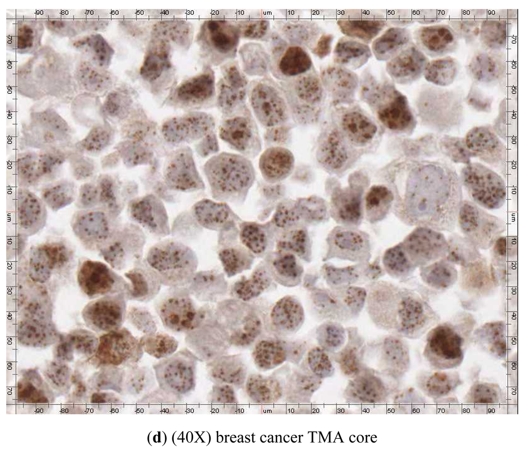 Cancers 03 04212f1c 1024
