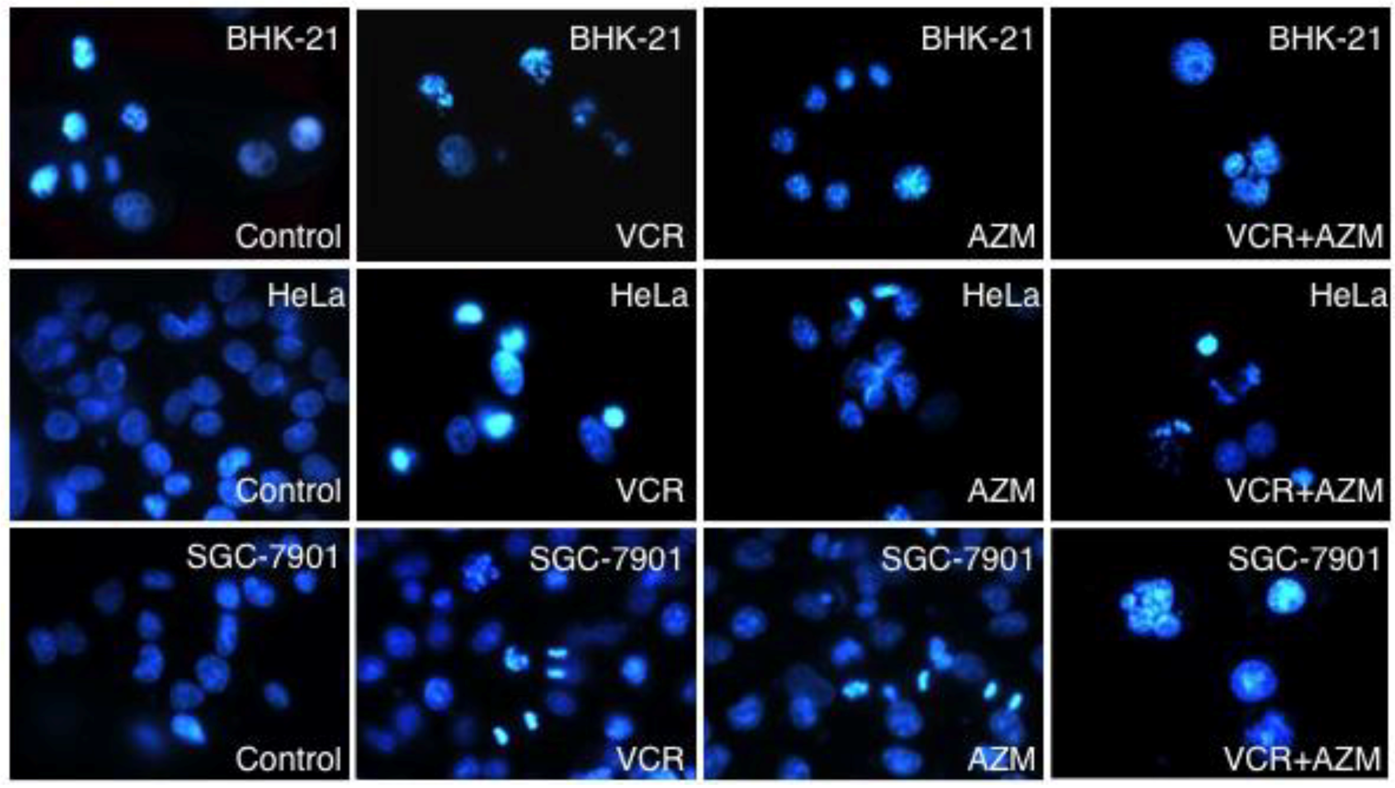 Cancers 04 01318 g002