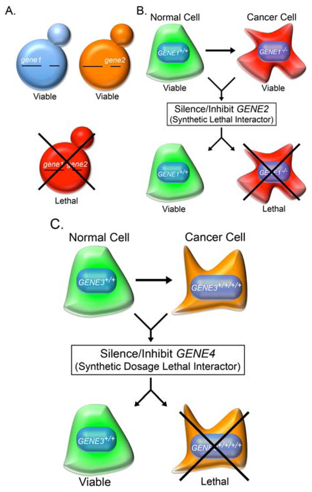 Cancers 05 00739 g001 1024