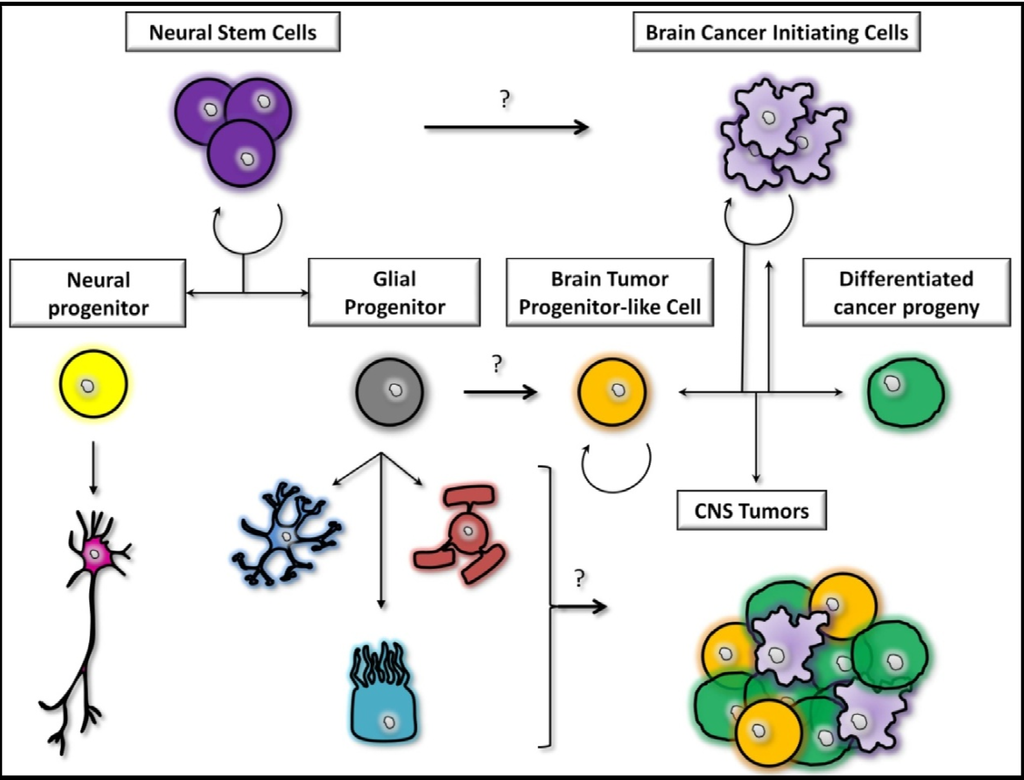 Cancers 05 01049 g001 1024