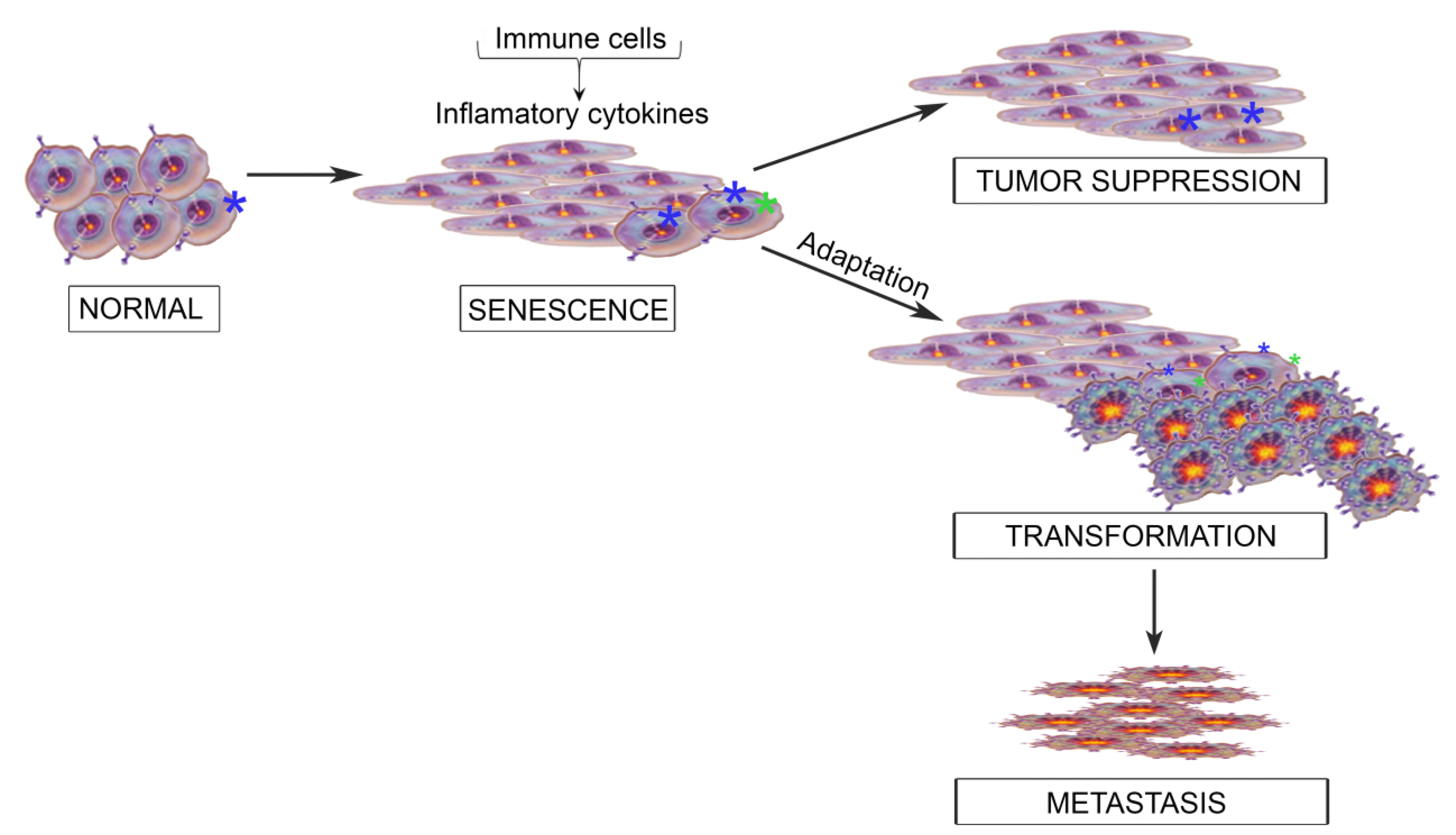 Cancers 06 00741 g001