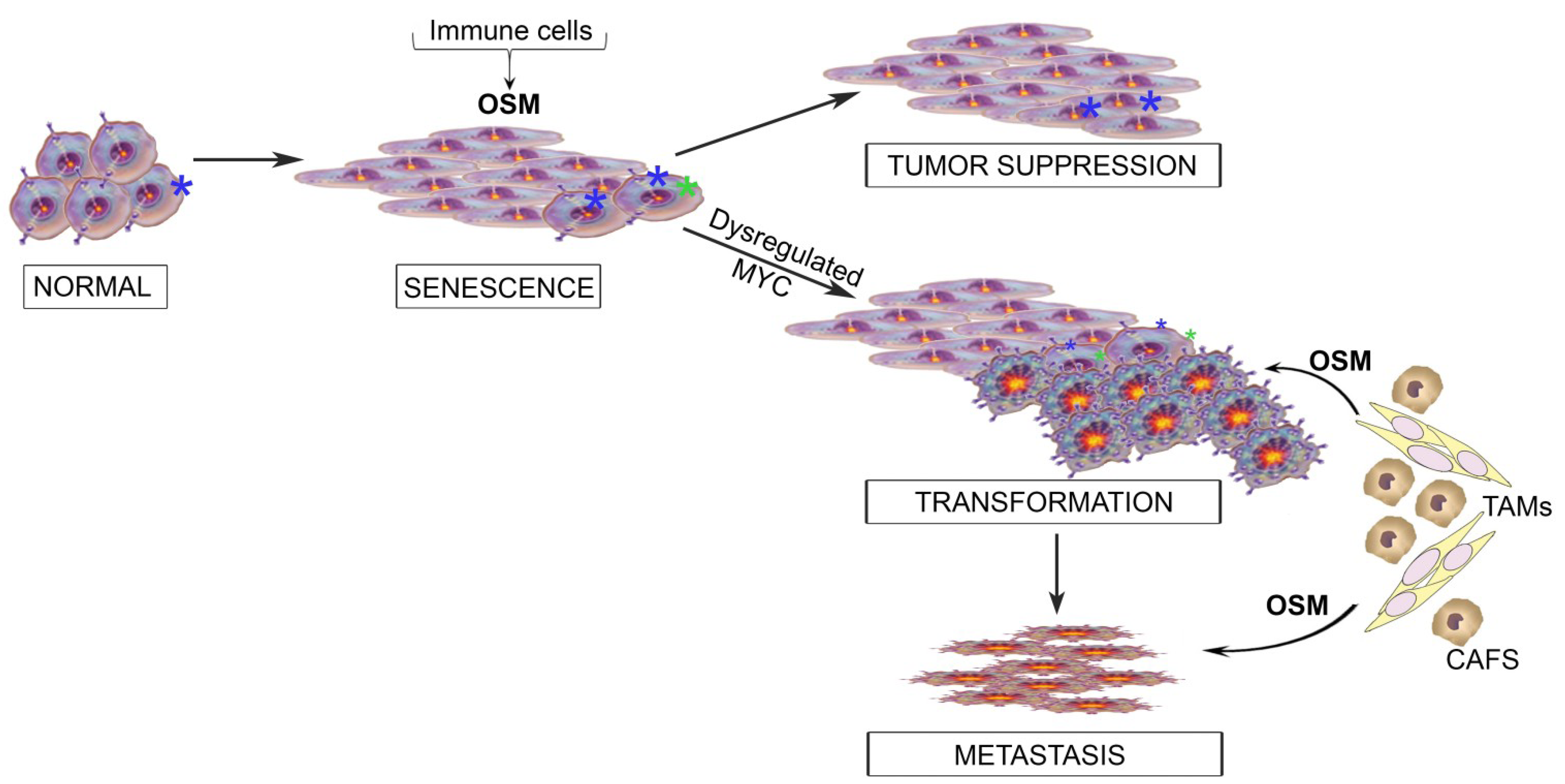 Cancers 06 00741 g003